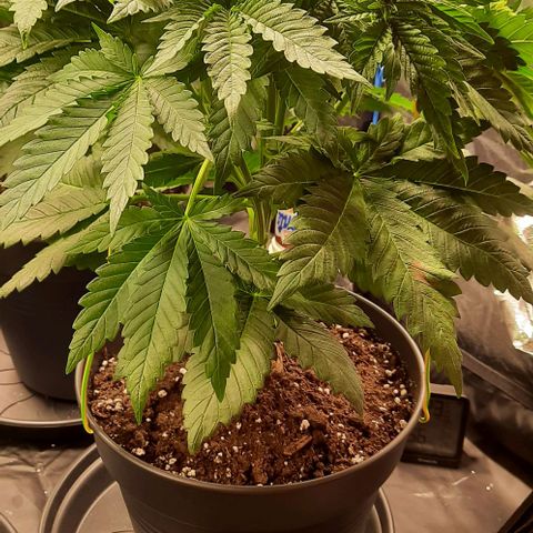 White Diesel growlog timeline photo
