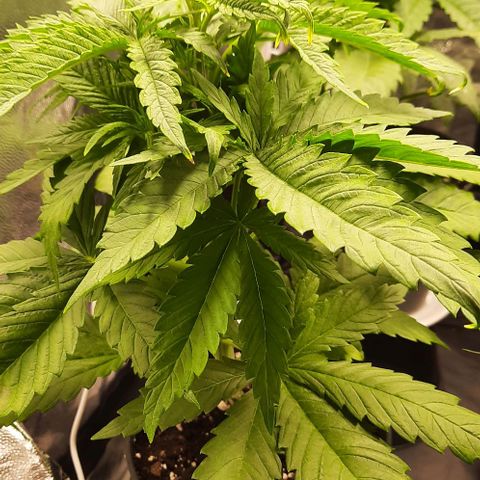 Banana Kush growlog timeline photo
