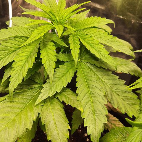 Banana Kush growlog timeline photo