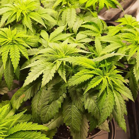 White Diesel growlog timeline photo