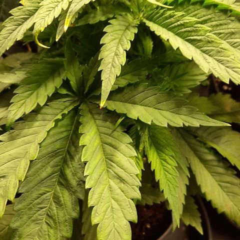 Banana Kush growlog timeline photo