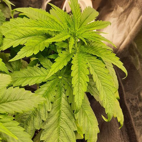 Banana Kush growlog timeline photo
