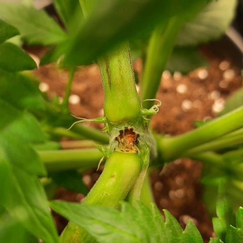 White Diesel growlog timeline photo