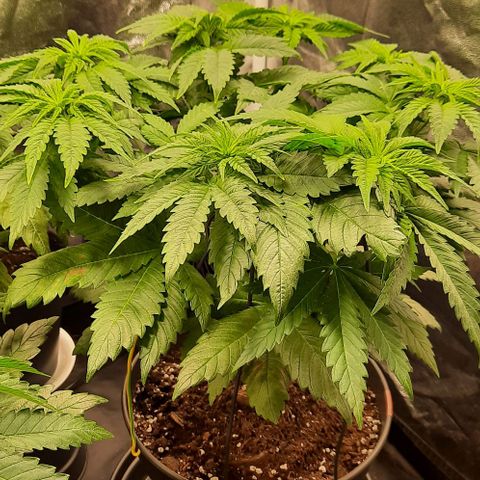 White Diesel growlog timeline photo