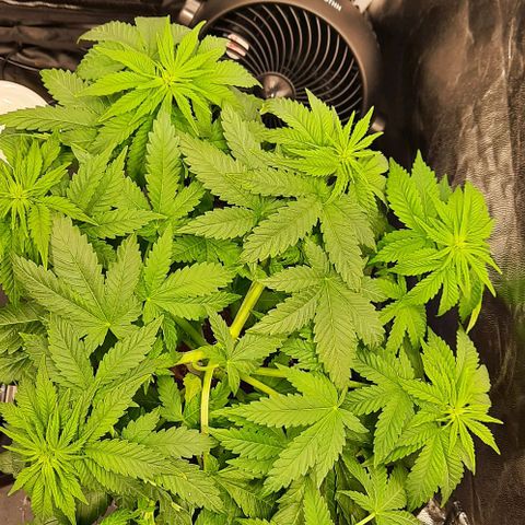 White Diesel growlog timeline photo
