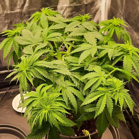 White Diesel growlog timeline photo
