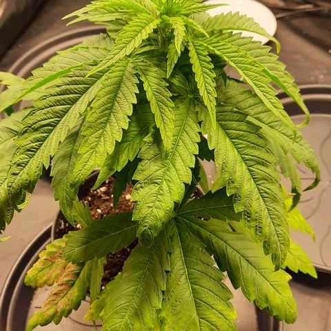 Banana Kush growlog timeline photo