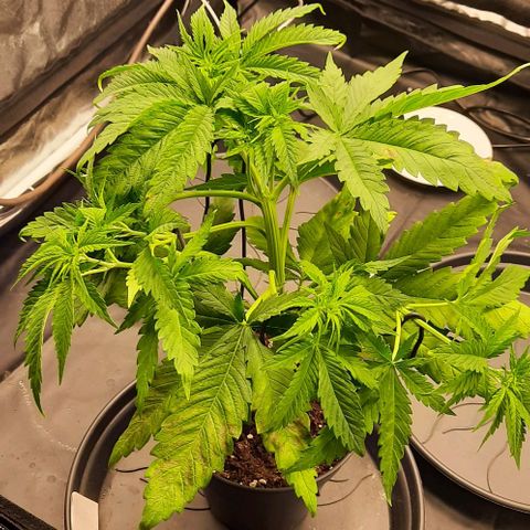 Banana Kush growlog timeline photo