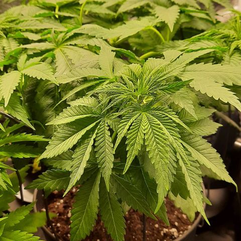 White Diesel growlog timeline photo