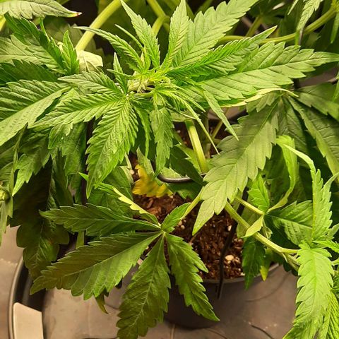 Banana Kush growlog timeline photo