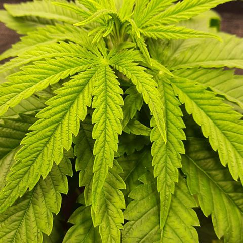 Banana Kush growlog timeline photo