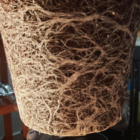 White Diesel growlog timeline photo