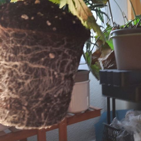 Banana Kush growlog timeline photo