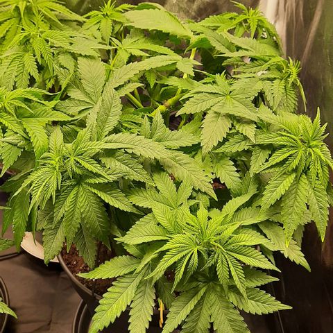 White Diesel growlog timeline photo