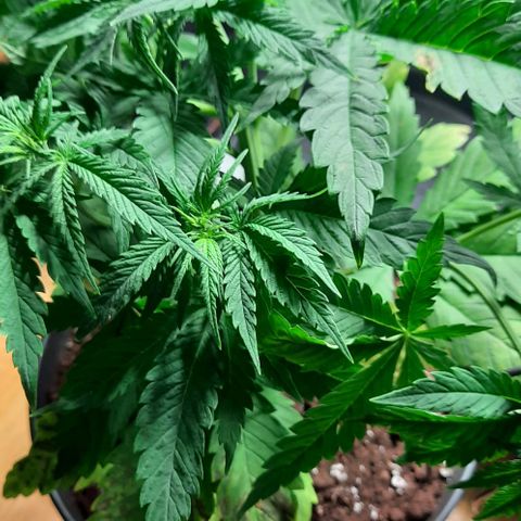 Banana Kush growlog timeline photo