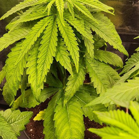 Banana Kush growlog timeline photo