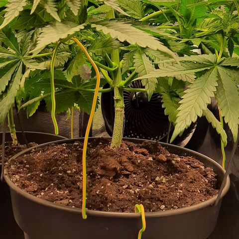 White Diesel growlog timeline photo