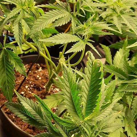 Banana Kush growlog timeline photo