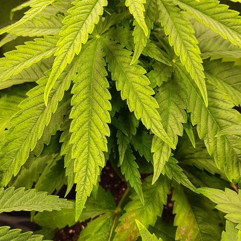 Banana Kush growlog timeline photo
