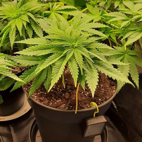 White Diesel growlog timeline photo