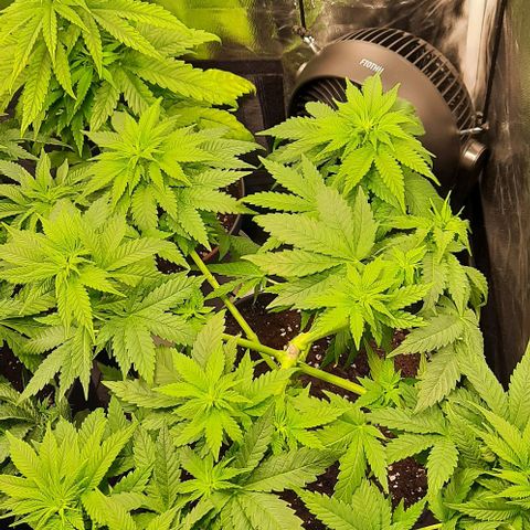 White Diesel growlog timeline photo