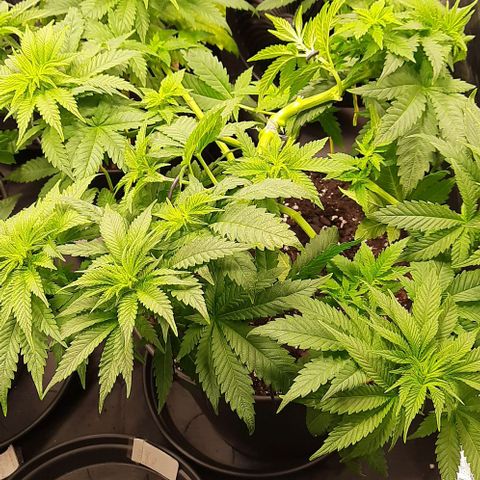 White Diesel growlog timeline photo