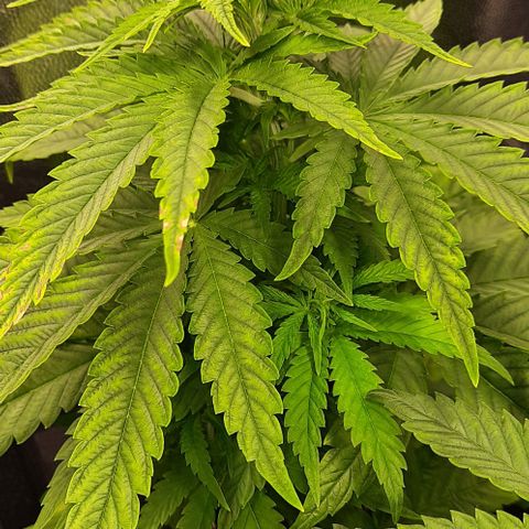 Banana Kush growlog timeline photo