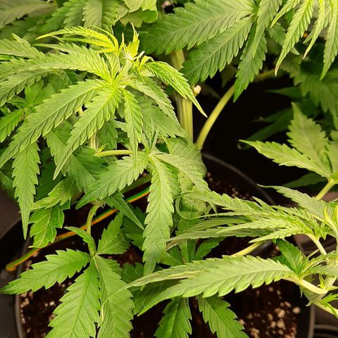 Banana Kush growlog timeline photo