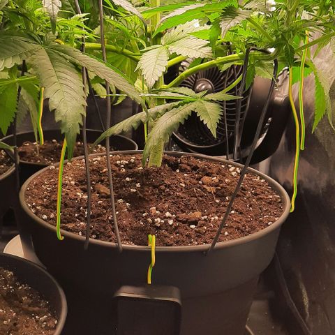 White Diesel growlog timeline photo