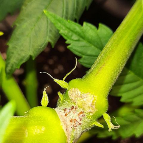 White Diesel growlog timeline photo