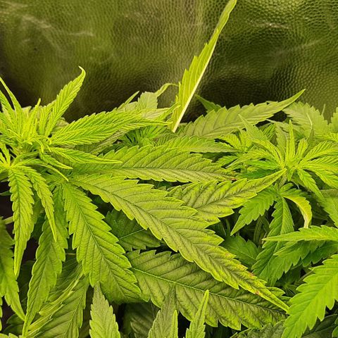 Banana Kush growlog timeline photo