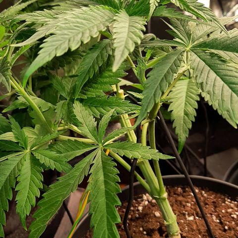Banana Kush growlog timeline photo