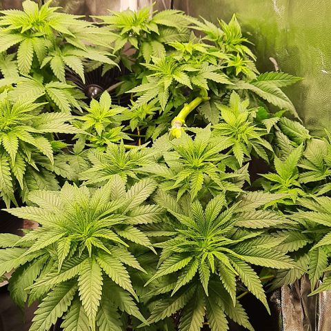 White Diesel growlog timeline photo