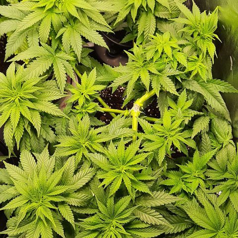 White Diesel growlog timeline photo