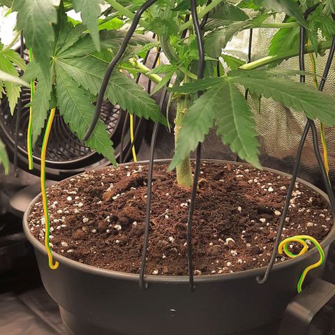 White Diesel growlog timeline photo