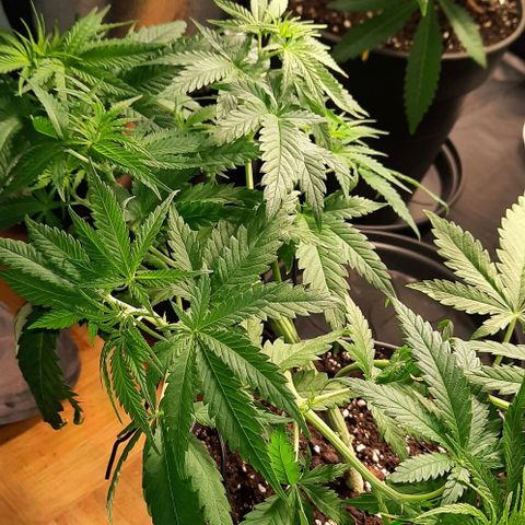 Banana Kush growlog timeline photo