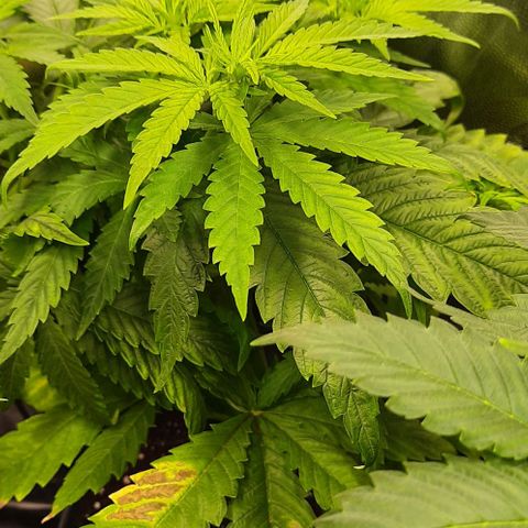 Banana Kush growlog timeline photo