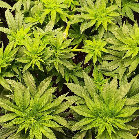 White Diesel growlog timeline photo