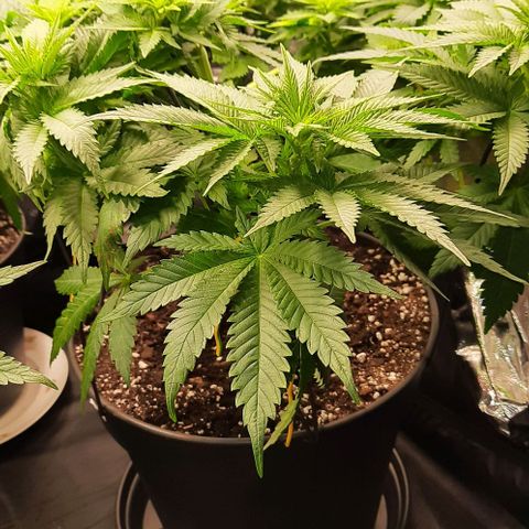 White Diesel growlog timeline photo