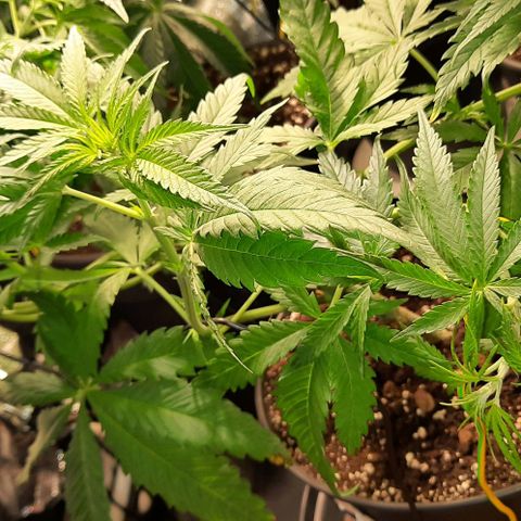 Banana Kush growlog timeline photo