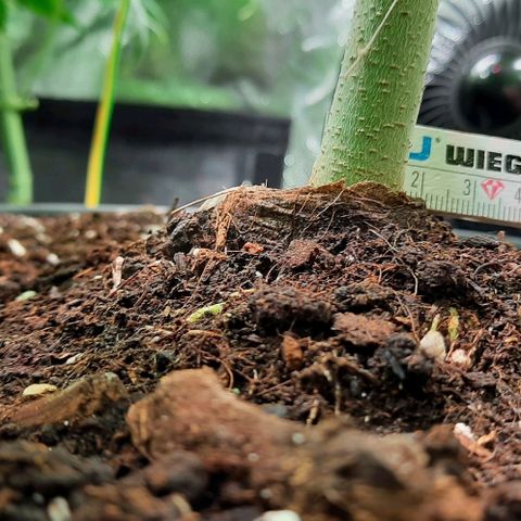 White Diesel growlog timeline photo