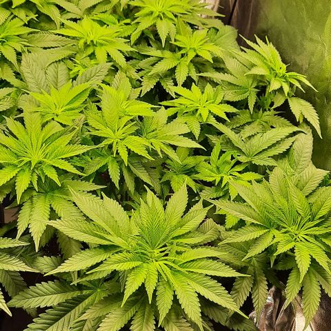 White Diesel growlog timeline photo