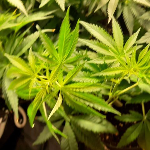 Banana Kush growlog timeline photo
