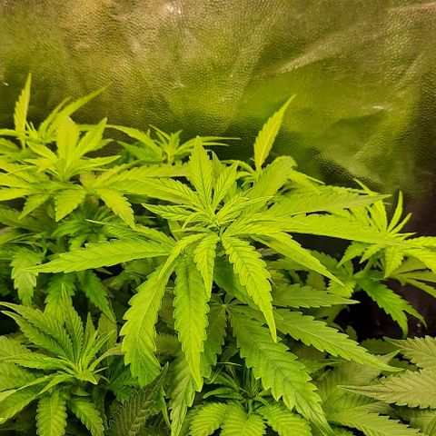 Banana Kush growlog timeline photo