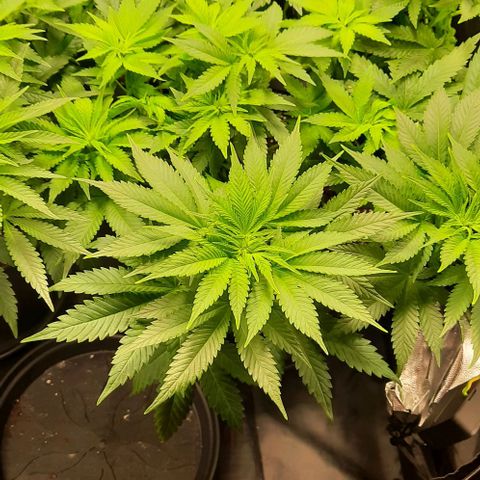 White Diesel growlog timeline photo