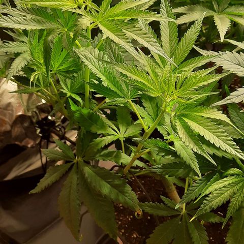 Banana Kush growlog timeline photo