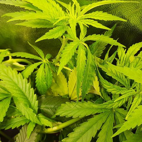 Banana Kush growlog timeline photo