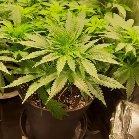 White Diesel growlog timeline photo