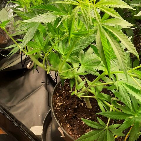 Banana Kush growlog timeline photo