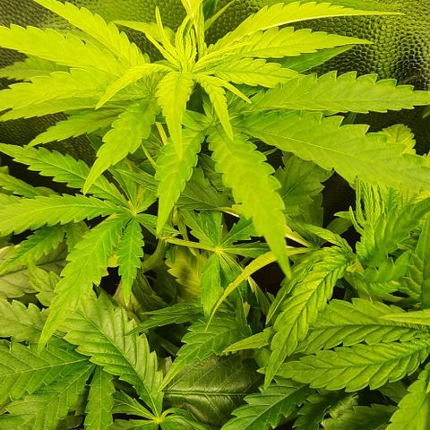 Banana Kush growlog timeline photo